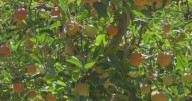 Heat wave doesn't keep crowds aways from Apple Hill's opening weekend