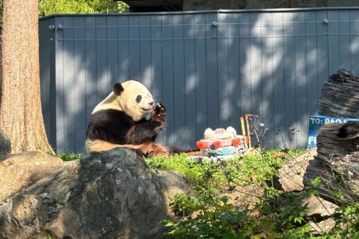Panda enthusiasts party with Bao Li on his 1st birthday at DC’s National Zoo