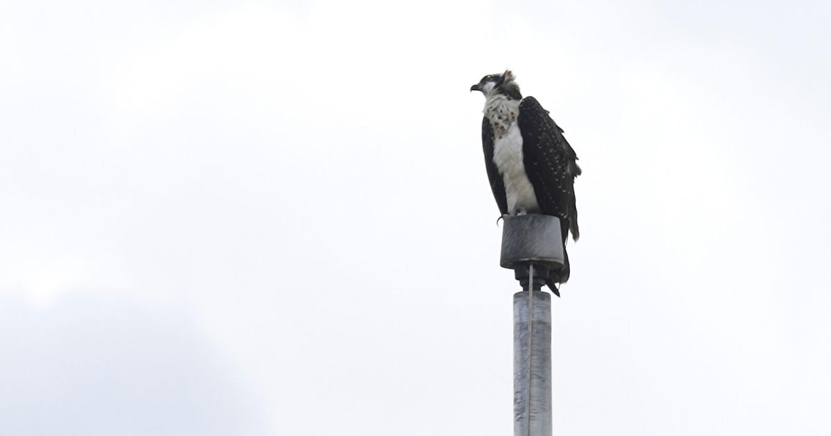 Ospreys nesting on stadium light pole disrupts Minnesota high school's fall sports season