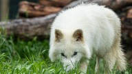 Dire wolves created by Colossal have first get