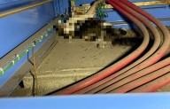 Gato provoca corte eléctrico en IMSS Saltillo