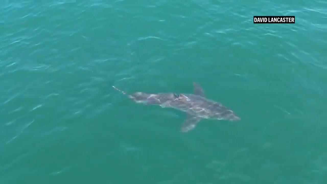 Police warn beachgoers about great white shark off of popular Maine beaches