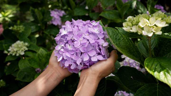 You May Want To Avoid Planting This Type Of Hydrangea In Your Yard. Here's Why