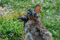 Photos shows tentacle-like growths on wild rabbits