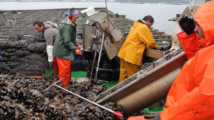 Cerradas por biotoxinas bateas de mejillón de Vigo, Pontevedra y Muros