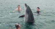 Fears grow for dolphin who joined family's swim off UK coast and asked for cuddles