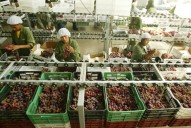 Perú: agroexportaciones alcanzarían récord histórico de US$ 13,500 millones en 2025