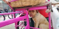 El perro panadero sí existe y recorre con su dueño las calles de la Ciudad de México