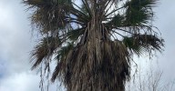 Cuidados de la palmera Kentia