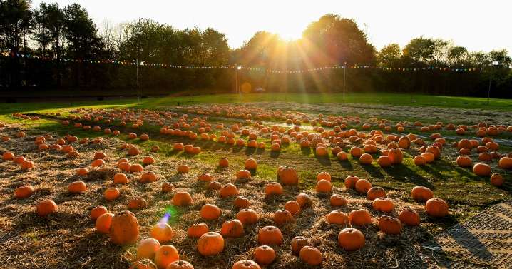 M&D’s Scotland’s Theme Park announces details of annual Pumpkin Festival