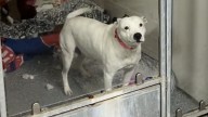 Dog Mom Left At Kansas Shelter Can't Understand Why Nobody Wants To Adopt Her