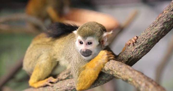 Tucson Airport and Reid Park Zoo unite to fight wildlife trafficking