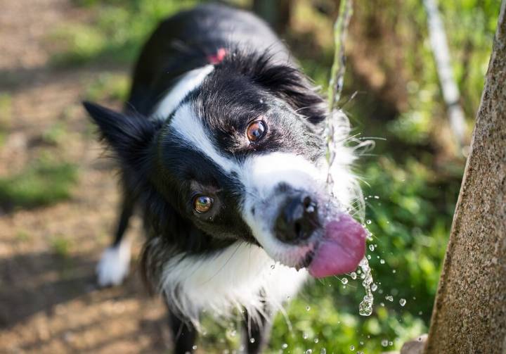 Madrid y Barcelona lideran el ranking de las ciudades más pet-friendly de España en 2025, con Oviedo destacando por sus espacios verdes