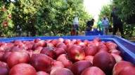 Muere un temporero en Alcarràs mientras trabajaba en pleno pico de la ola de calor