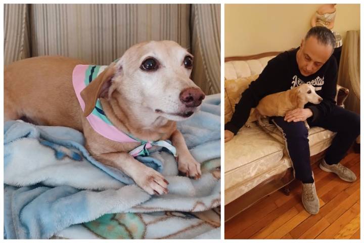 Stolen Dog Bam Bam Reunited With Ecstatic Owner: ‘The Entire City Has Been Searching For This Dog’