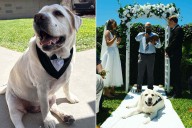 Senior Dog Steals the Show at Bride and Groom's Wedding (Exclusive)