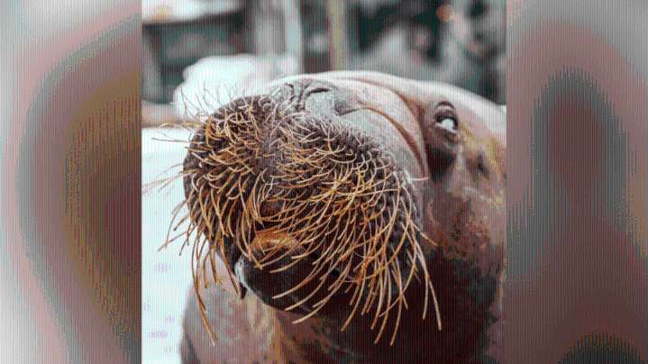 'Basa,' one of oldest walruses in captivity, dies at SeaWorld San Diego