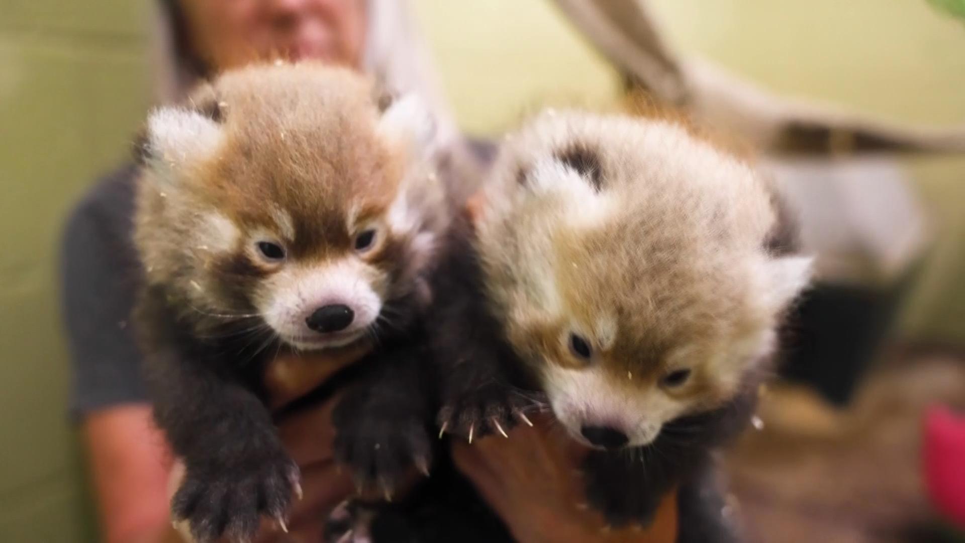 Adorableness overload: Two red pandas that make "huff-quacking" noises born at Tennessee zoo
