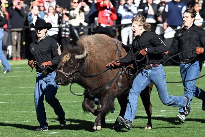 Colorado Buffaloes football Ralphie VI retires