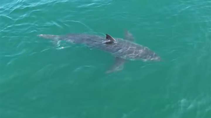 Great white shark lurking near popular Maine beaches caught on drone video