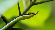 Un experto zoólogo confirma uno de los mayores mitos sobre las serpientes: todo sobre este inusual reptil
