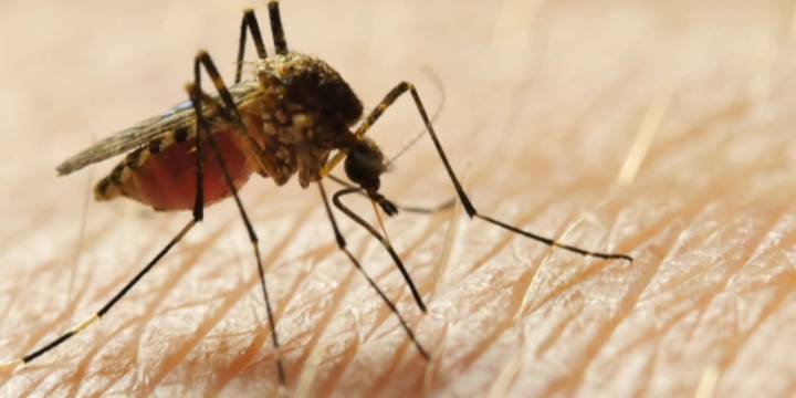 Mosquitos test positive for West Nile Virus in North Branford