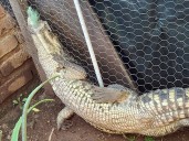 Aseguran cocodrilo en Tlajomulco de Zúñiga