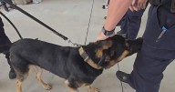 Dallas police K-9 released from vet hospital after heat exhaustion