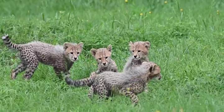 Metro Richmond Zoo welcomes new cheetah cubs