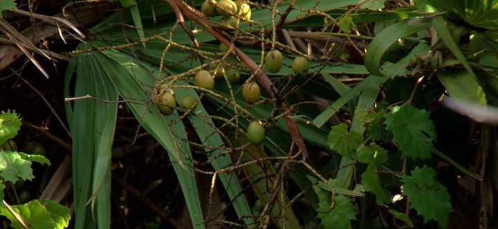 3 arrested for picking palmetto berries in Southwest Florida without permit 