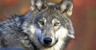 Court vacates decision to deny protections for wolves in US West