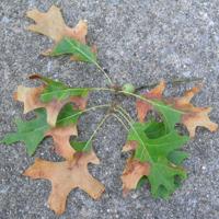Bacterial leaf scorch can torch trees