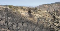 National park in Colorado reopens lookout points, main road after large wildfire damages forest