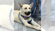 Shepherd-husky mix Levi is a playful guy who wants an active owner – Orange County Register