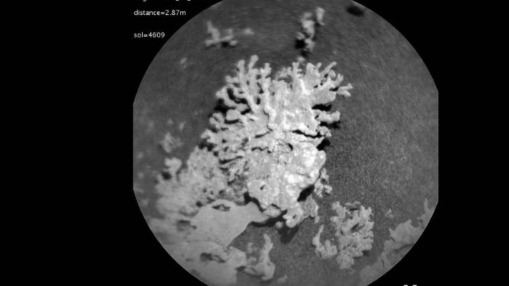 La NASA estudia las imágenes de un trozo de coral fotografiado en Marte