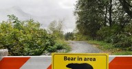 Bear warnings surge in Alberta’s Kananaskis Country amid bumper berry crop, officials say