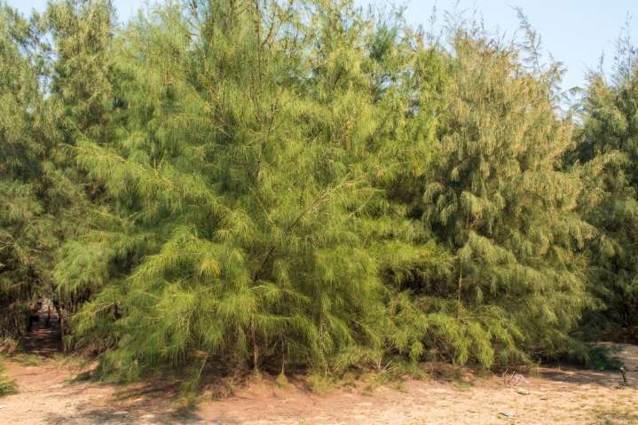 A plant so flawless and green that you might think it’s fake