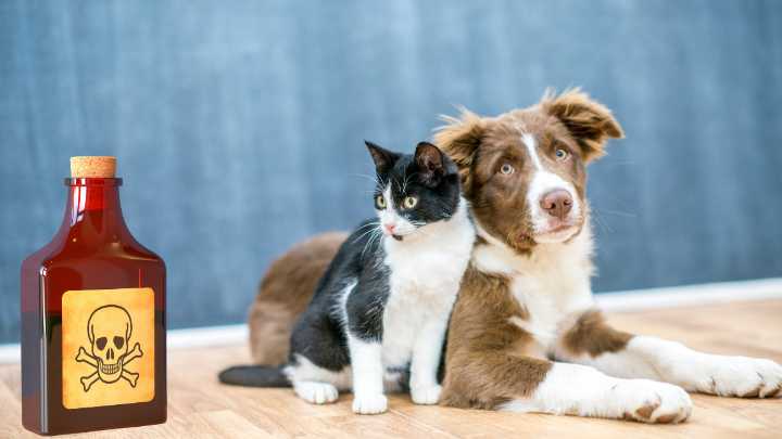 Reportan envenenamiento masivo de mascotas por vecinos en Yucatán