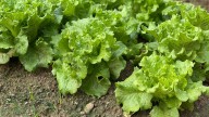 How To Cut Lettuce To Encourage A Larger Harvest