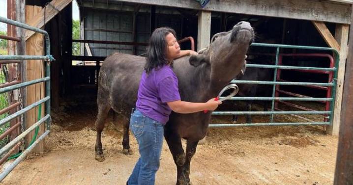 American-raised wagyu beef can fetch $100 a pound. Missouri farms are signing up for business