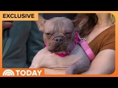 Meet Petunia, the Winner of the World’s Ugliest Dog Contest