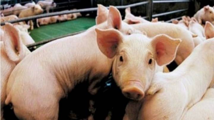 Trasplantan por primera vez un pulmón de cerdo a un humano