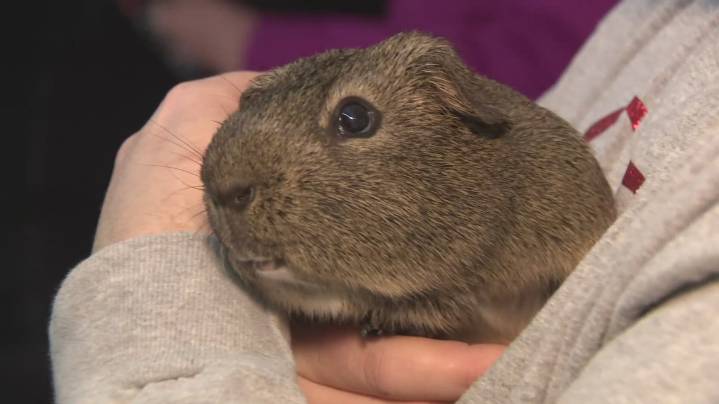 Buffalo rescue aids in massive California guinea pig hoarding crisis