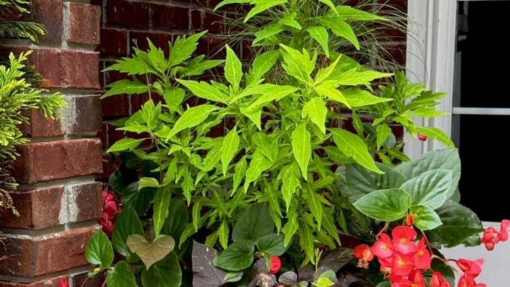 Sing it loud in the garden: Sweet Caroline Sweetheart Shadowstorm