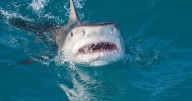 Tourist airlifted to hospital after being mauled by shark while spearfishing in Bahamas