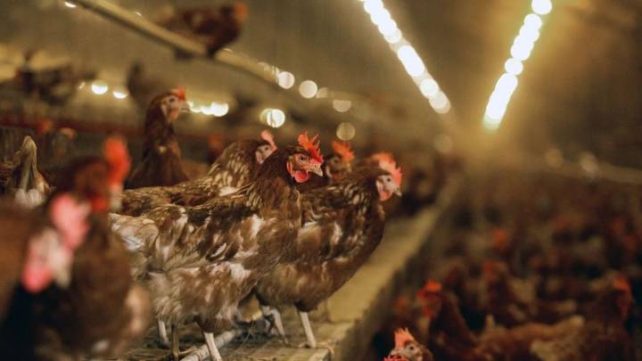 Gripe aviar: Argentina suspende sus exportaciones avícolas por un brote en Buenos Aires