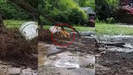 Pregnant Texas Dog Chained By Her Owner Waits Helplessly In The Pouring Rain