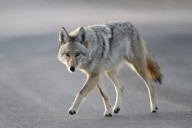6-year-old boy attacked by coyote at crowded Southern California park