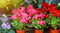 3 plantas que logran dar flores si las tenés en el interior de tu casa: pero primero tenés que saber esto