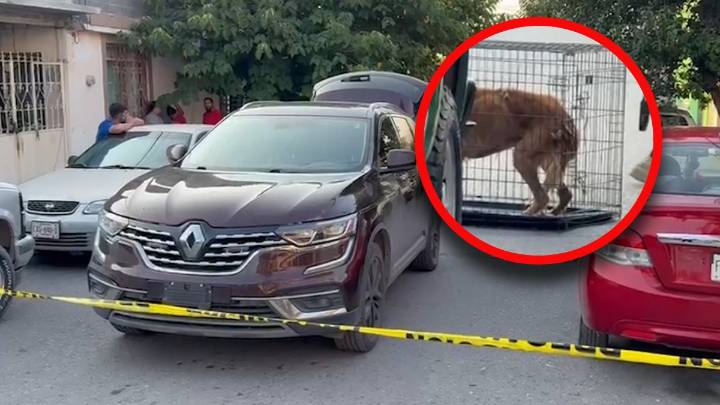Hijo encuentra a su madre muerta dentro de su recámara en Saltillo; el cuerpo estaba carcomido por sus perros